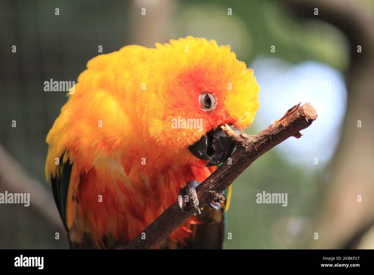 Parakeet sole Foto Stock