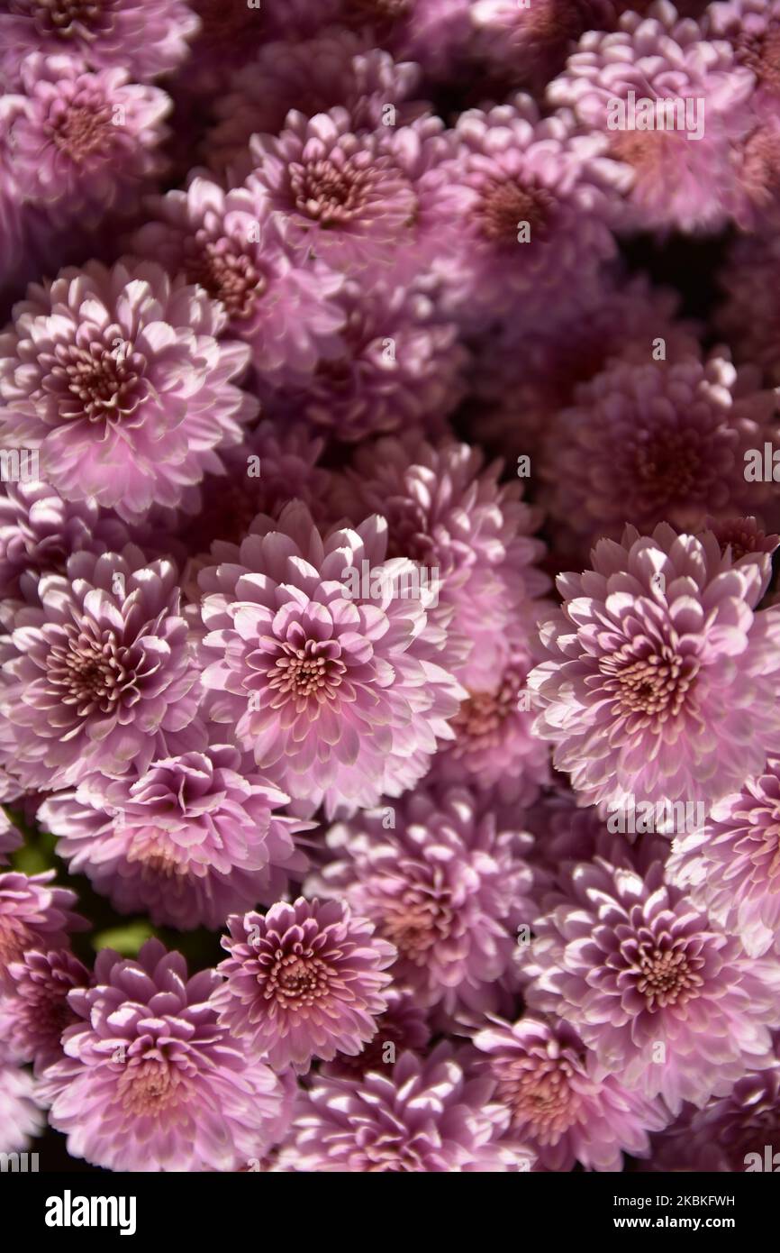 Fondo rosa polvere, tessuto, tessuto, colore alla moda. Foto Stock