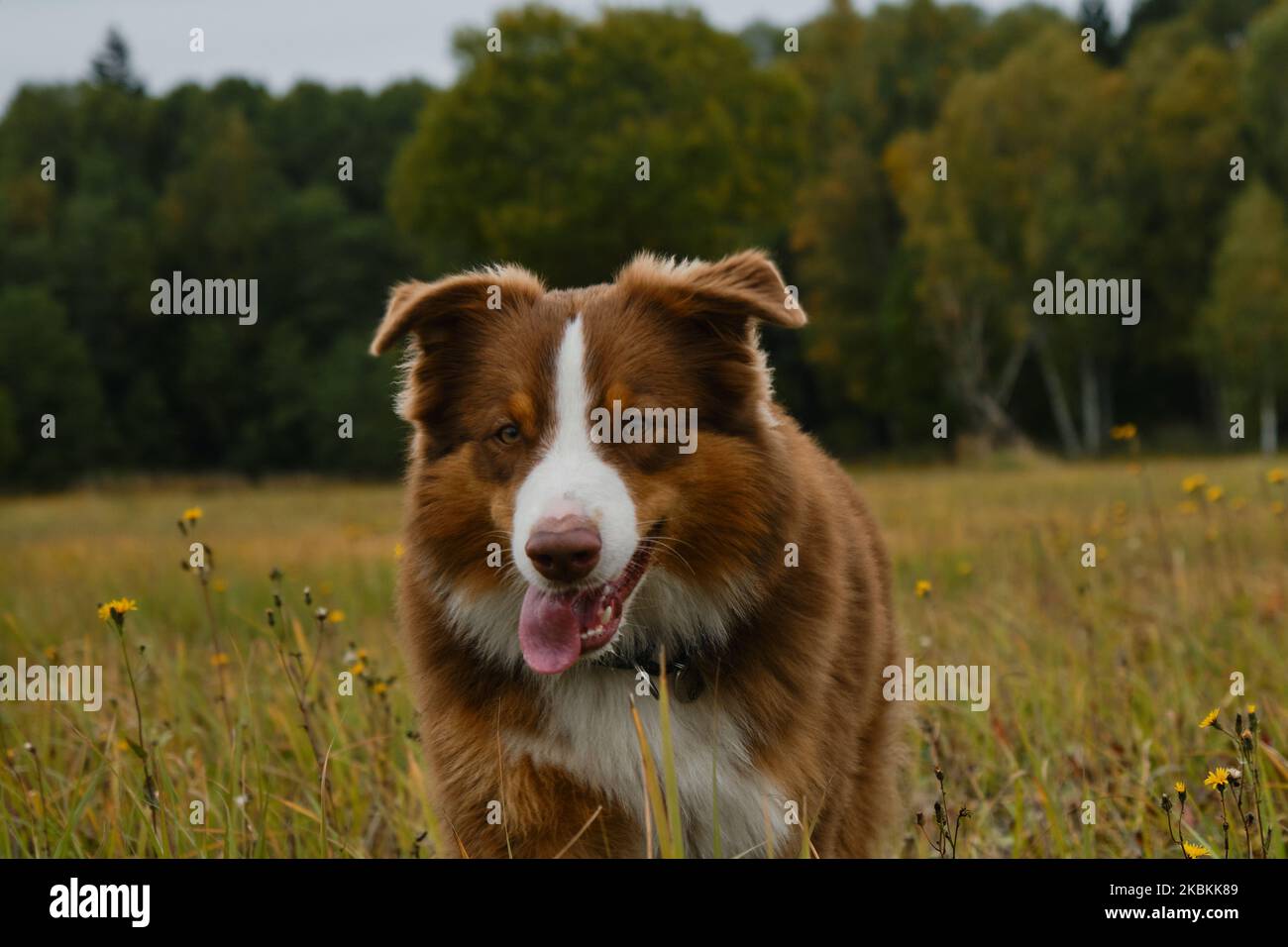 Brown Australian Shepherd cane corre in campo su erba verde. Razza felice ed energica di cane a piedi nel parco senza guinzaglio. Primo piano ritratto, divertente c Foto Stock