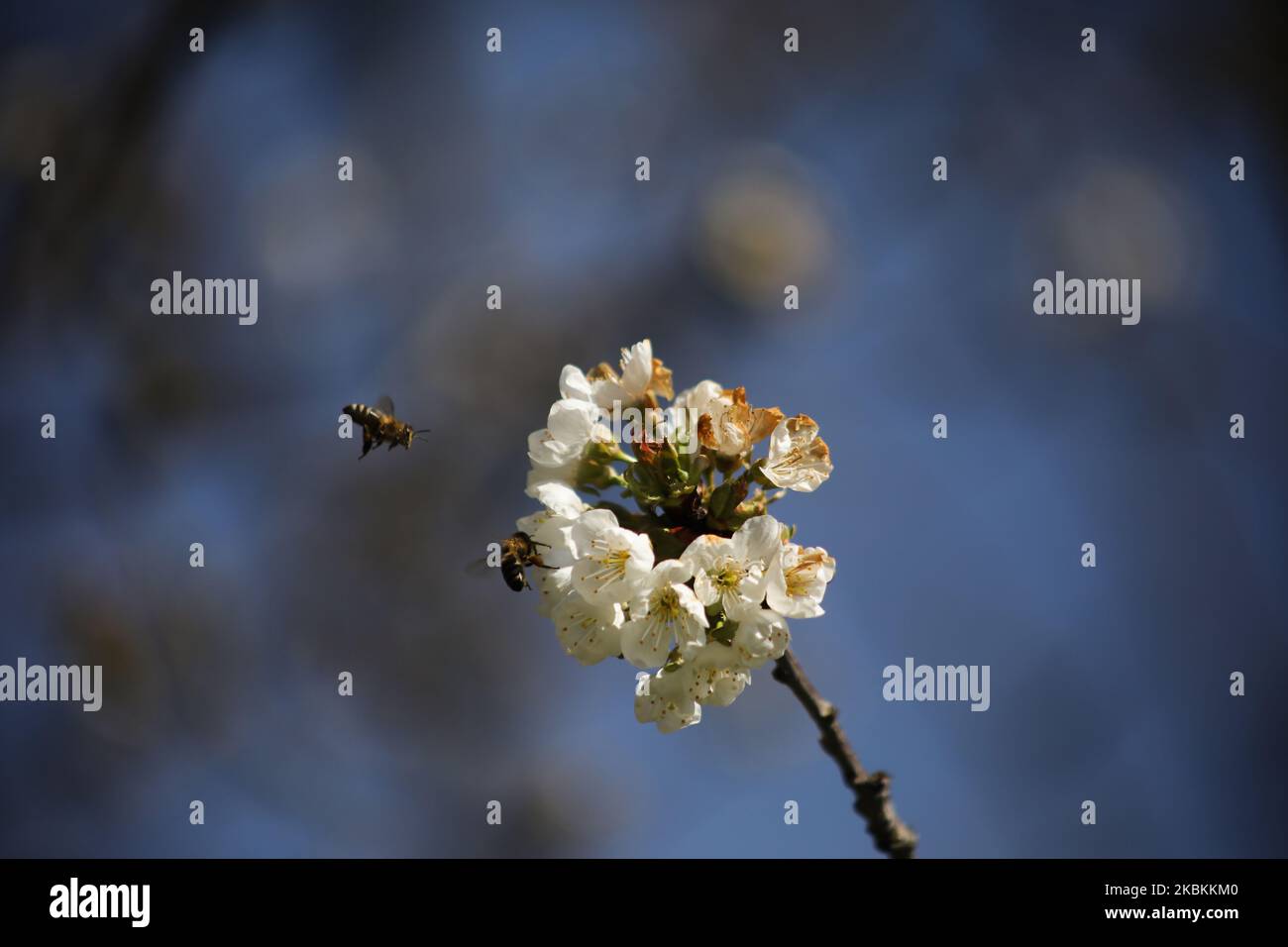 Le api sono viste in piedi sui fiori in un parco a Stoccarda, Germania il 27 marzo 2020. (Foto di Agron Beqiri/NurPhoto) Foto Stock