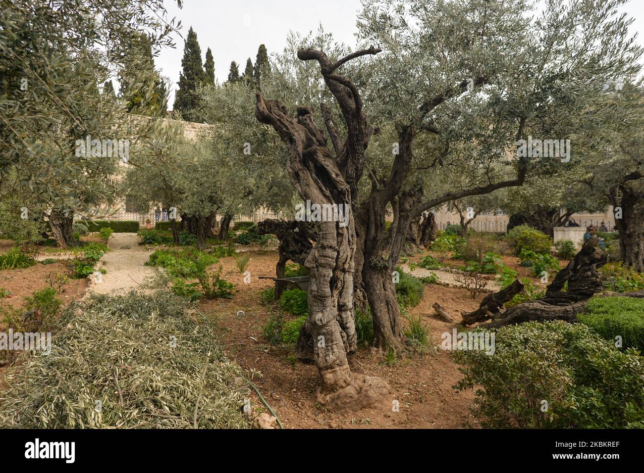 The olive tree disease immagini e fotografie stock ad alta risoluzione