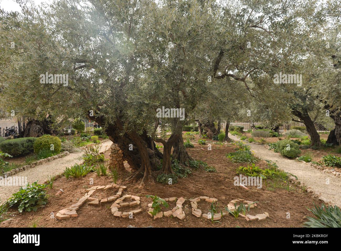 The olive tree disease immagini e fotografie stock ad alta risoluzione