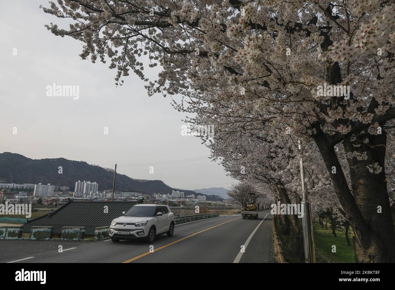 Una vista vista vista della fioritura piena del fiore del ciliegio al villaggio di paese in Sangju, Corea del Sud. (Foto di Seung-il Ryu/NurPhoto) Foto Stock