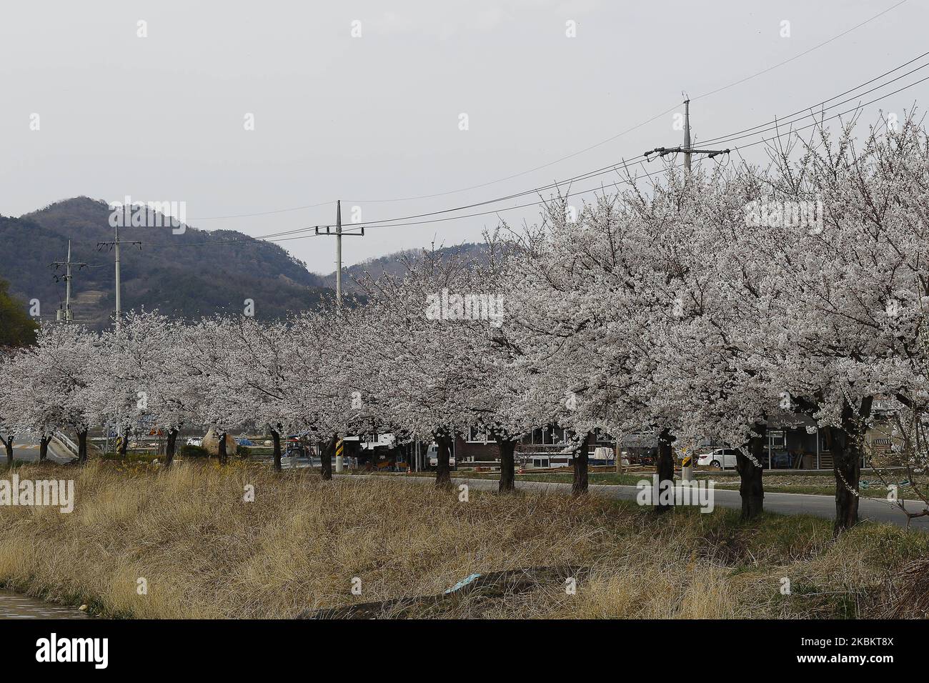 Una vista vista vista della fioritura piena del fiore del ciliegio al villaggio di paese in Sangju, Corea del Sud. (Foto di Seung-il Ryu/NurPhoto) Foto Stock