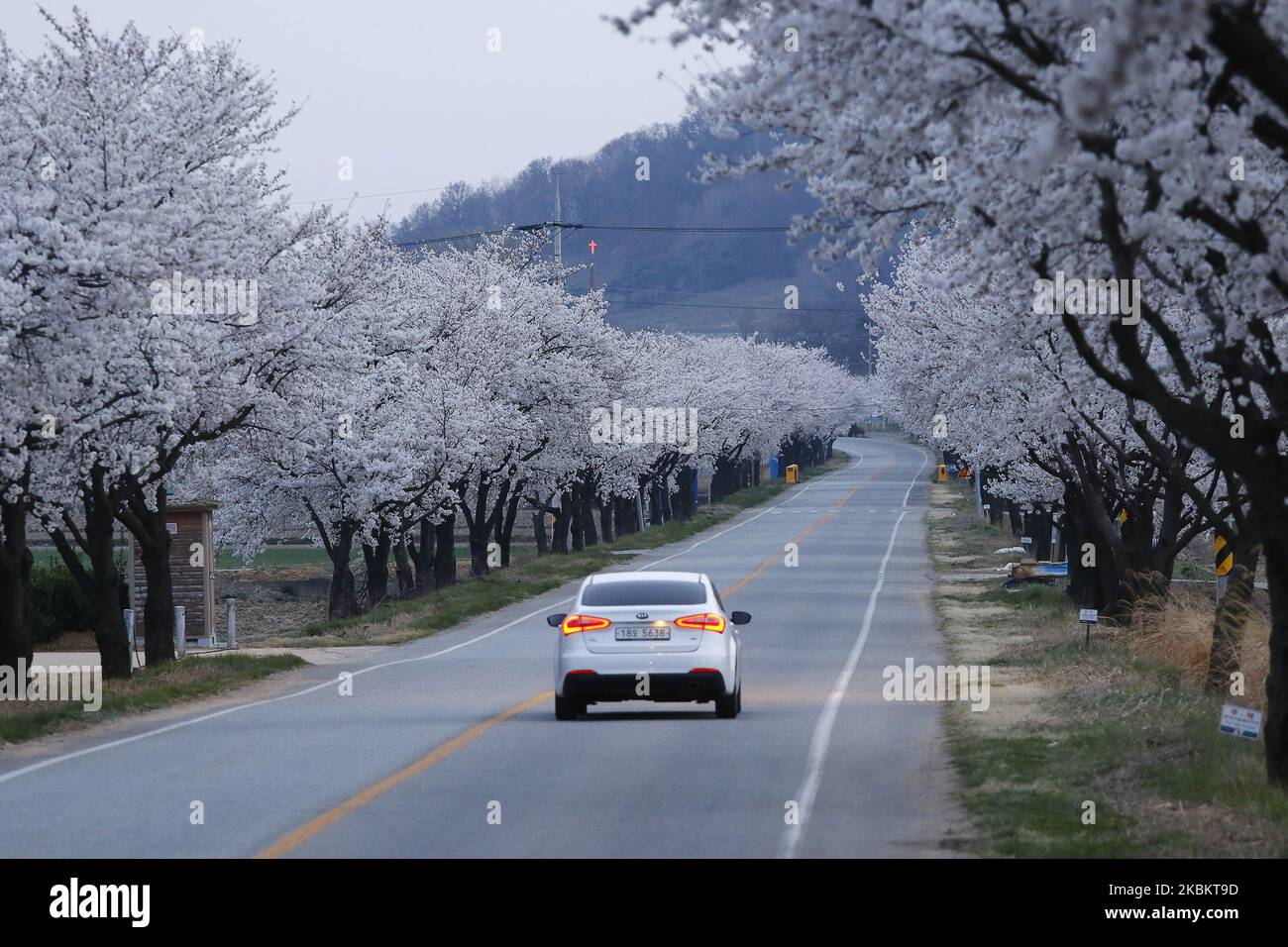 Una vista vista vista della fioritura piena del fiore del ciliegio al villaggio di paese in Sangju, Corea del Sud. (Foto di Seung-il Ryu/NurPhoto) Foto Stock