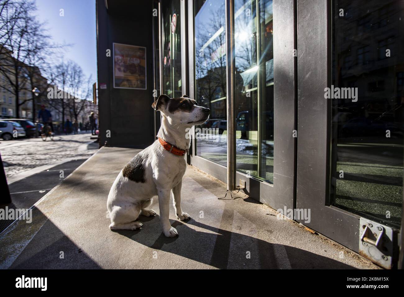 Un cane attende il suo proprietario fuori da un mercato a Berlino il 4 aprile 2020. Al fine di limitare la diffusione del Coronavirus (SARS-COV-2), il governo federale e locale tedesco ha ordinato la chiusura temporanea di musei, teatri, eventi sportivi, ecc. l'incontro di più di due persone è generalmente vietato negli spazi pubblici, e i ristoranti possono offrire solo pasti da portare via. (Foto di Emmanuele Contini/NurPhoto) Foto Stock