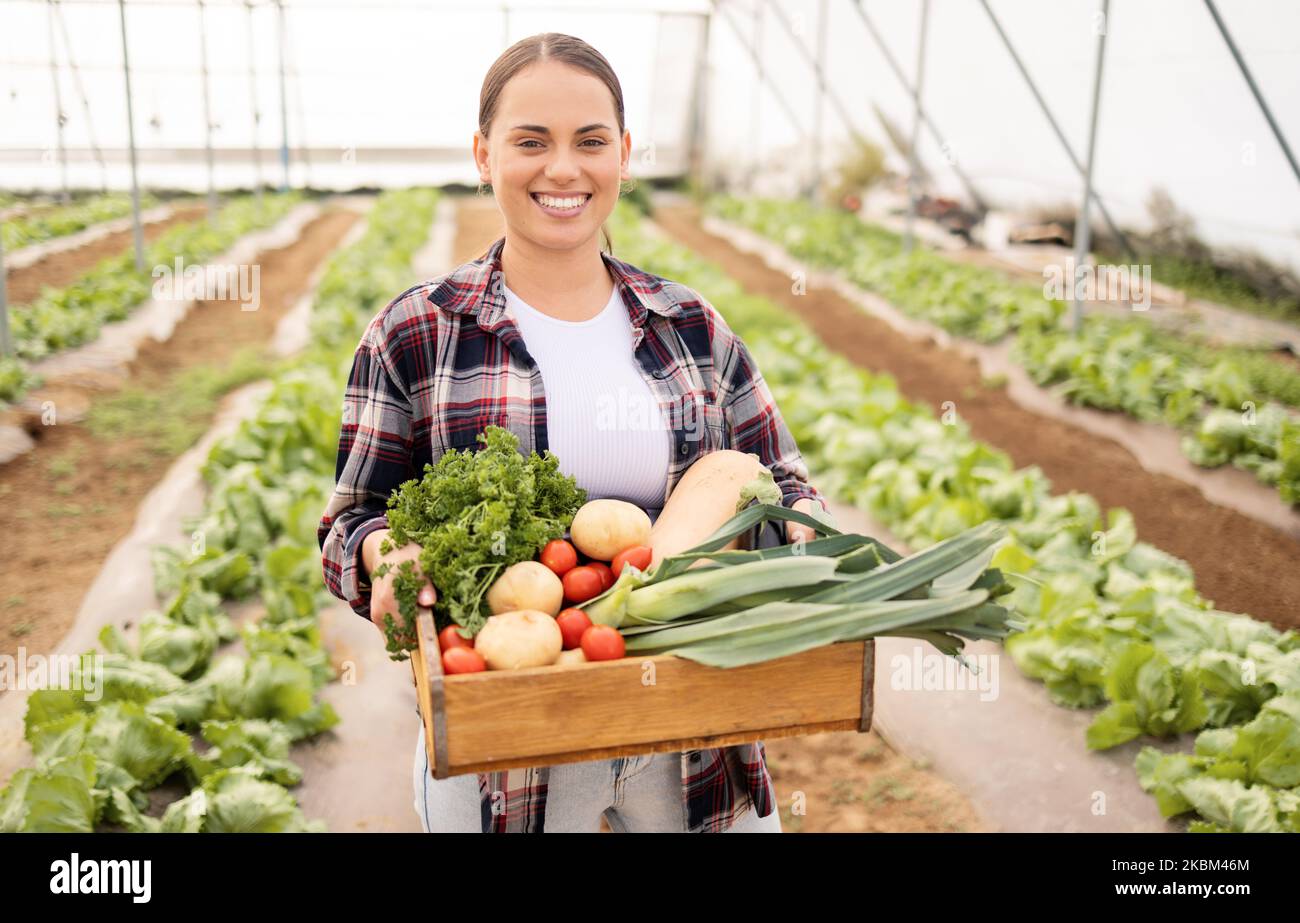 Serra, container e coltivatore raccolgono ortaggi per un'agricoltura ecocompatibile, uno stile di vita nutrizionista o una piccola impresa agricola. Sostenibilità Foto Stock