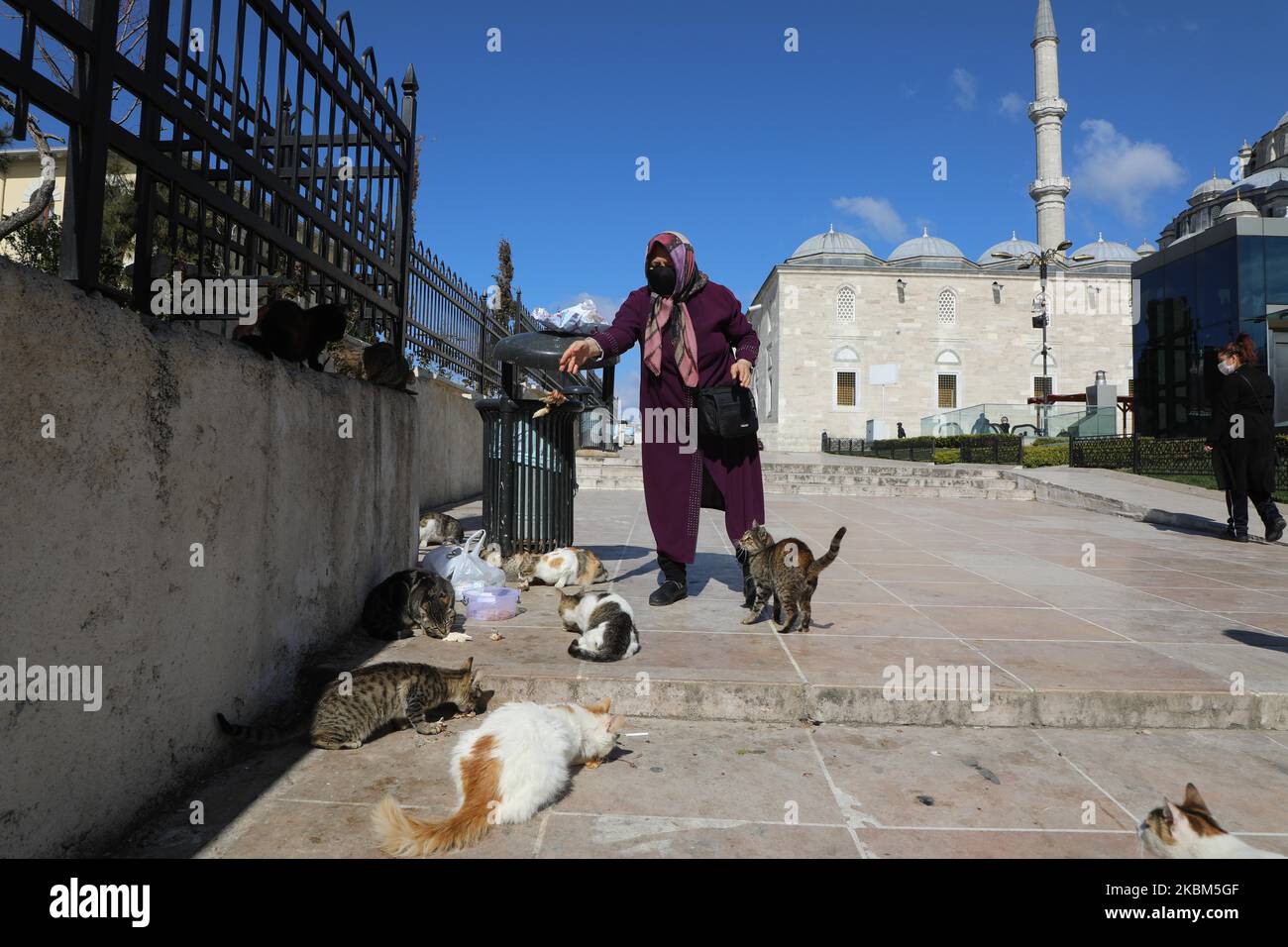 La vecchia signora si prende cura dei gatti e mette loro del cibo nel cortile della Moschea Fatih a Istanbul, Turchia, il 8 aprile 2020. Aysha Shelta, una donna anziana di sessant'anni viene a nutrire un gruppo di gatti (10-15) nel cortile della Moschea Fatih a Istanbul. La donna dice che ama i gatti molto e dieci anni fa ha eseguito un lavoro chirurgico pericoloso e dopo che si è guarita dalla sua malattia ha iniziato ad alimentare i gatti e lei ama curarli. Con la diffusione dell'epidemia di Corona, il governo turco ha vietato agli anziani di lasciare le loro case. (Foto di Amer AlMohipa Foto Stock