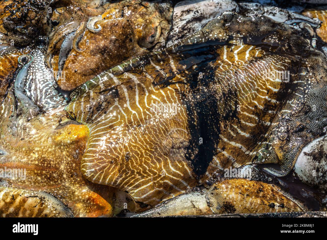 Seppie appena pescate pronte per essere vendute al mercato del pesce. Puglia, Italia, Europa Foto Stock