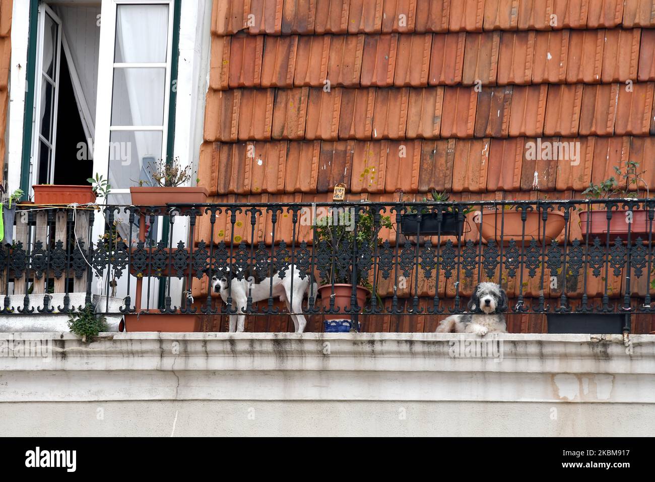 Due cani riposano sulla terrazza di un edificio nel quartiere di Alfama, a Lisbona, 10 aprile 2020. La Guardia Nazionale Repubblicana portoghese e i gruppi di protezione degli animali hanno lanciato campagne di sensibilizzazione per incoraggiare le persone a non abbandonare gli animali domestici a causa del COVID-19, poiché un numero considerevole di animali è stato lasciato al loro destino a causa dei timori di poter trasmettere la malattia. Tuttavia, nuove prove indicano che i gatti possono essere infettati con il nuovo coronavirus. Le informazioni sono state fornite dall'Harbin Veterinary Research Institute, il principale organismo di ricerca sugli animali in Cina. (Foto di Jorge Man Foto Stock