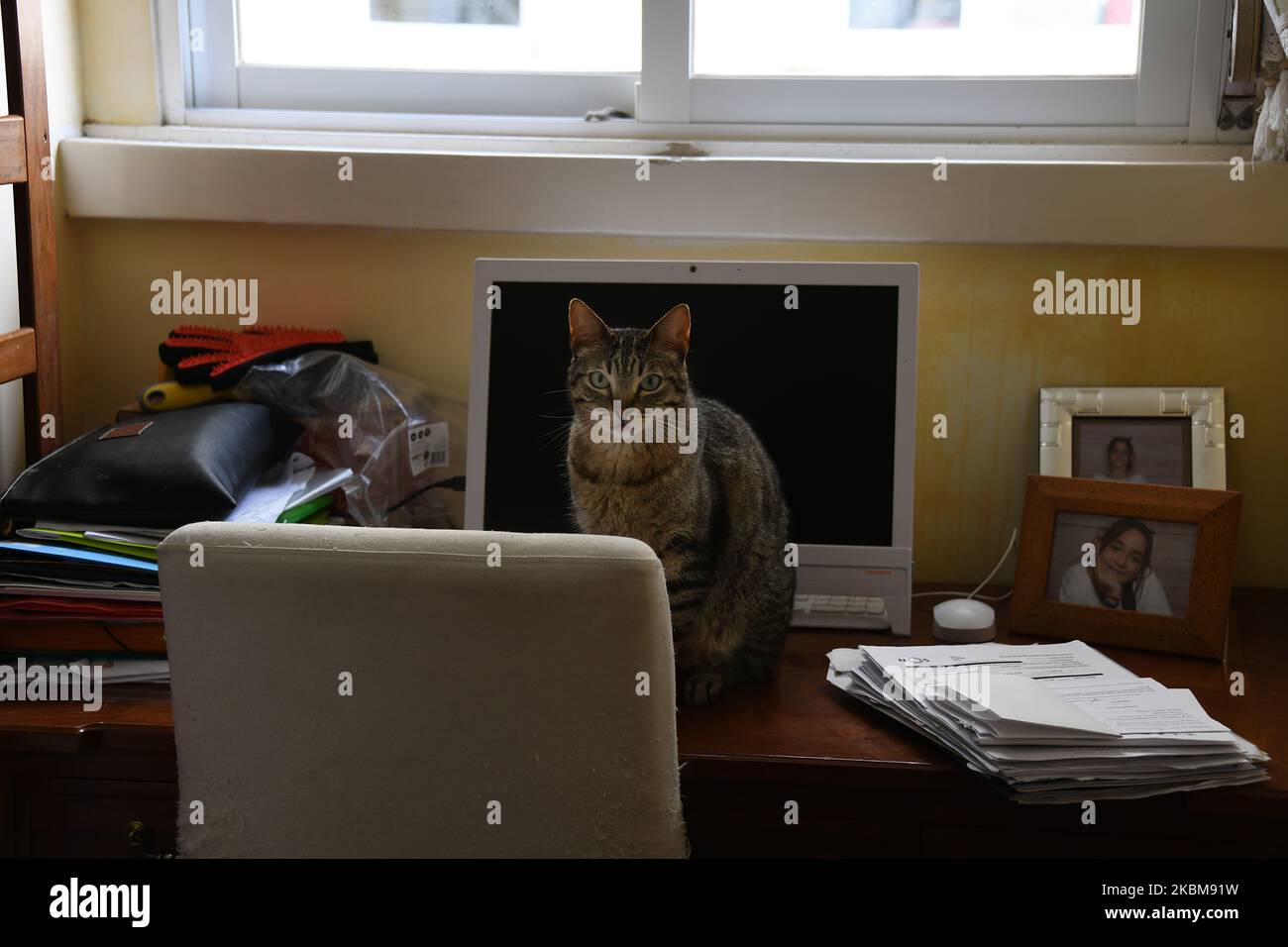 Un gatto riposa su una scrivania in un edificio nelle giornate di quarantena, a Lisbona, 10 aprile 2020. La Guardia Nazionale Repubblicana portoghese e i gruppi di protezione degli animali hanno lanciato campagne di sensibilizzazione per incoraggiare le persone a non abbandonare gli animali domestici a causa del COVID-19, poiché un numero considerevole di animali è stato lasciato al loro destino a causa dei timori di poter trasmettere la malattia. Tuttavia, nuove prove indicano che i gatti possono essere infettati con il nuovo coronavirus. Le informazioni sono state fornite dall'Harbin Veterinary Research Institute, il principale organismo di ricerca sugli animali in Cina. (Foto di Jorge Mantilla/N Foto Stock