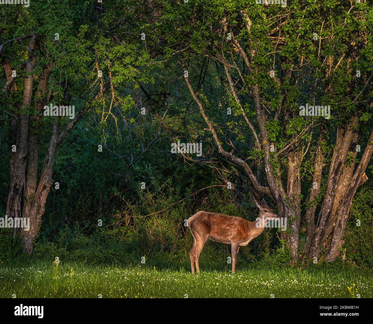Cervi donne timidi nel bosco che mi guarda, Abruzzo, Lazio e Molise Parco Nazionale. Italia, Europa Foto Stock