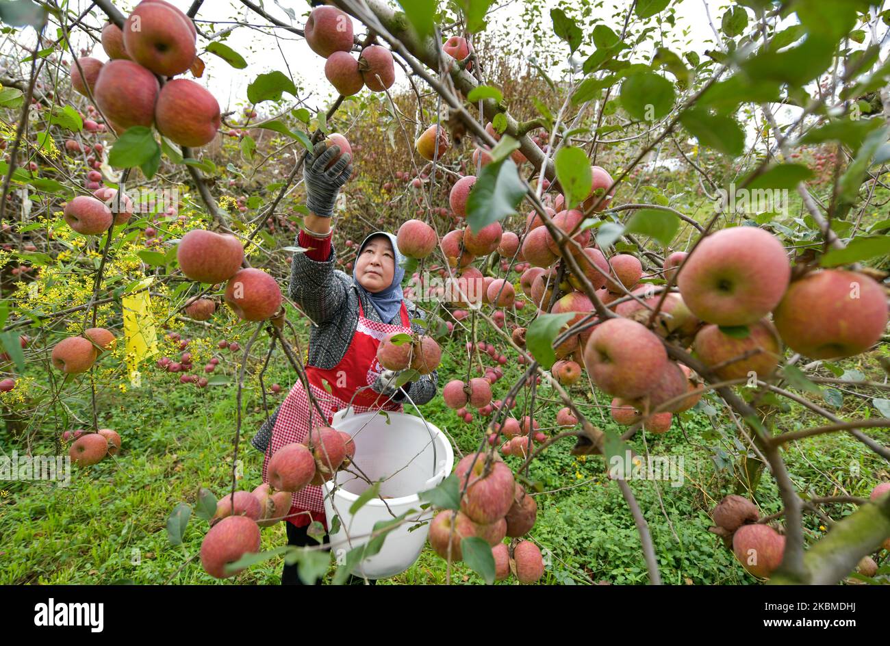 Weining, provincia cinese di Guizhou. 3rd Nov 2022. Un contadino raccoglie le mele in un frutteto nella contea autonoma di Niufeng, Weining Yi, Hui e Miao, provincia di Guizhou, nel sud-ovest della Cina, 3 novembre 2022. Weining County, con i suoi vantaggi naturali di alto livello del mare, bassa latitudine, lungo tempo di esposizione al sole e grande differenza di temperatura di giorno e di notte, ha sviluppato la piantagione di mele che ha portato ricchezza alla gente locale. Credit: Yang Wenbin/Xinhua/Alamy Live News Foto Stock