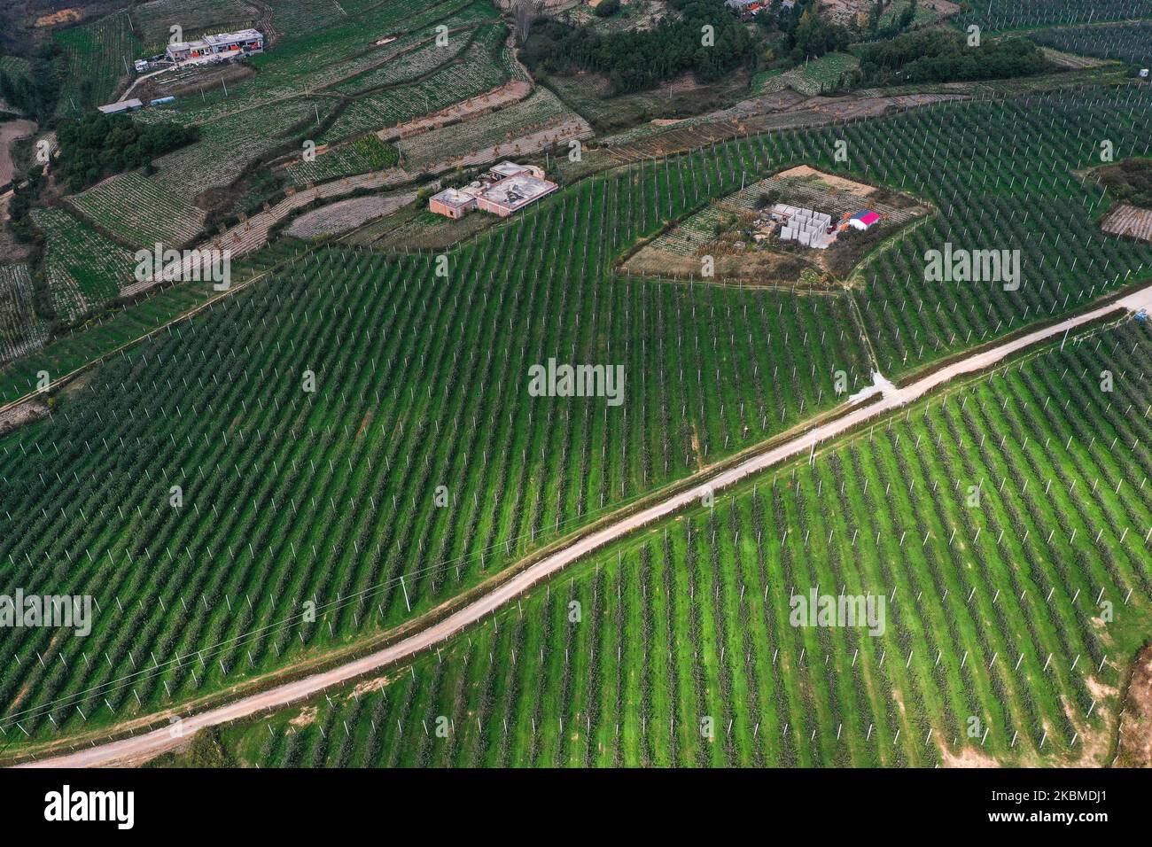 Weining. 3rd Nov 2022. Questa foto aerea scattata il 3 novembre 2022 mostra un frutteto di mele nella contea autonoma di Weining Yi, Hui e Miao, nella provincia di Guizhou, nel sud-ovest della Cina. Weining County, con i suoi vantaggi naturali di alto livello del mare, bassa latitudine, lungo tempo di esposizione al sole e grande differenza di temperatura di giorno e di notte, ha sviluppato la piantagione di mele che ha portato ricchezza alla gente locale. Credit: Yang Wenbin/Xinhua/Alamy Live News Foto Stock