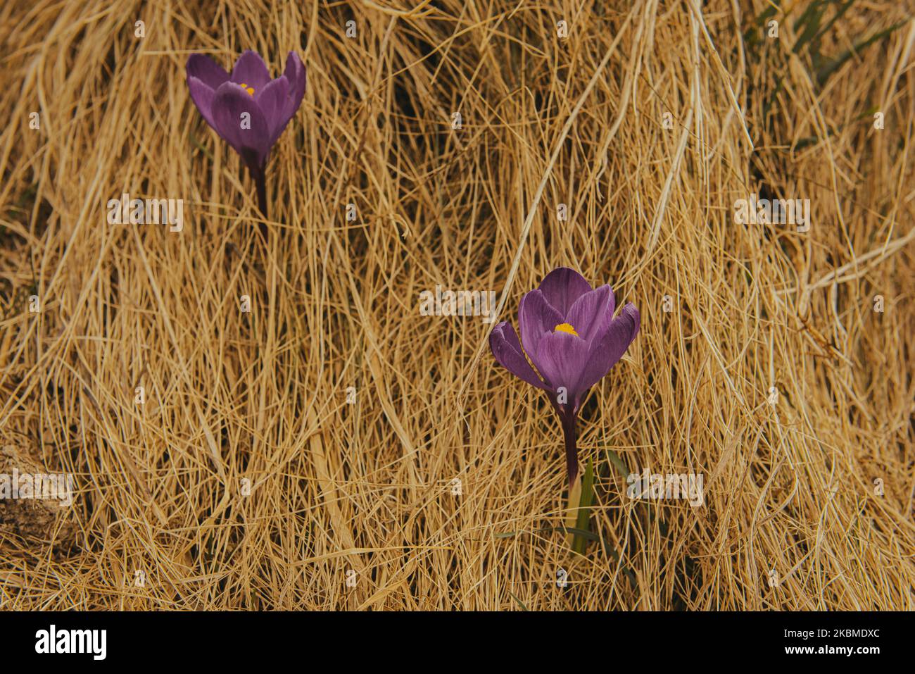 Tenero Crocus in montagna. Primi fiori in primavera tra l'erba gialla. Immagine con profondità di campo ridotta. Fiore con petali viola Foto Stock