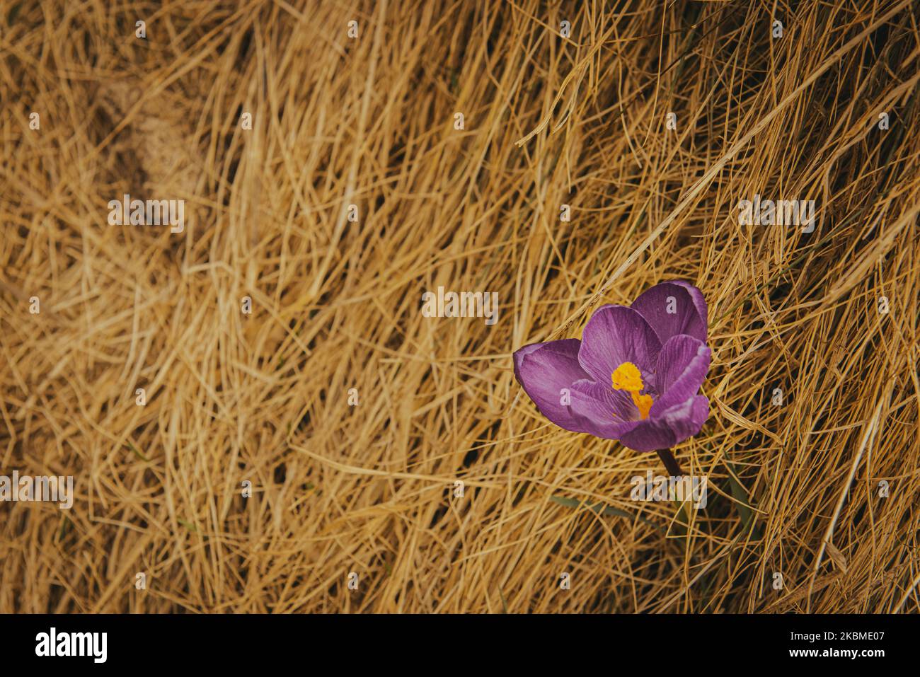 Tenero Crocus in montagna. Primi fiori in primavera tra l'erba gialla. Immagine con profondità di campo ridotta. Fiore con petali viola Foto Stock