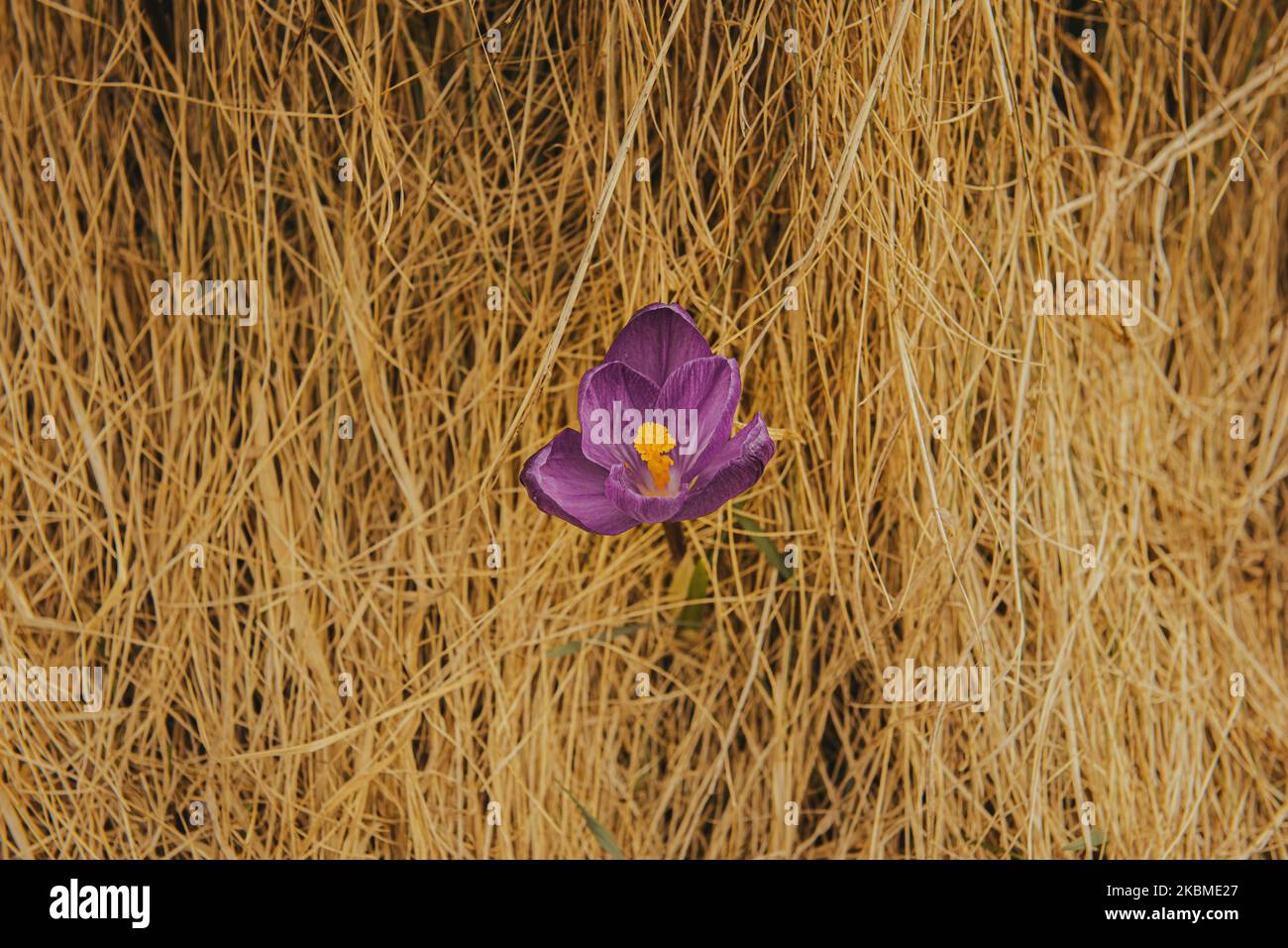Tenero Crocus in montagna. Primi fiori in primavera tra l'erba gialla. Immagine con profondità di campo ridotta. Fiore con petali viola Foto Stock