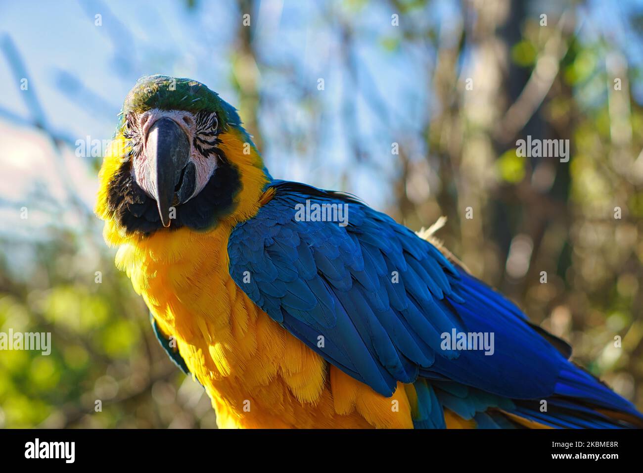 Ritratto di un macaw giallo su un ramo. L'uccello pappagallo è una specie in pericolo di estinzione. Foto di animali Foto Stock