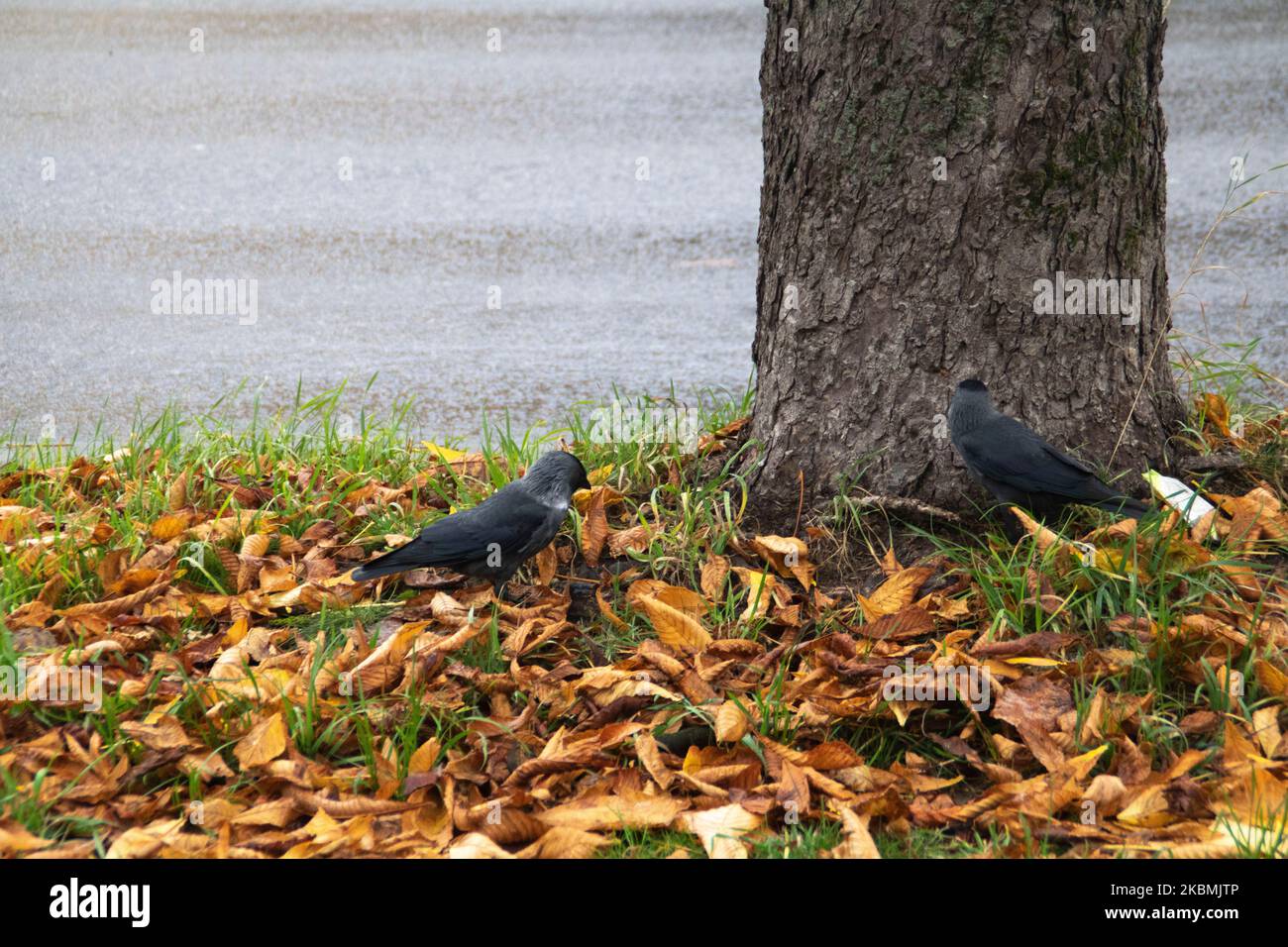 fotografa l'uccello corvo vicino all'albero in piedi sulle foglie cadute in autunno Foto Stock