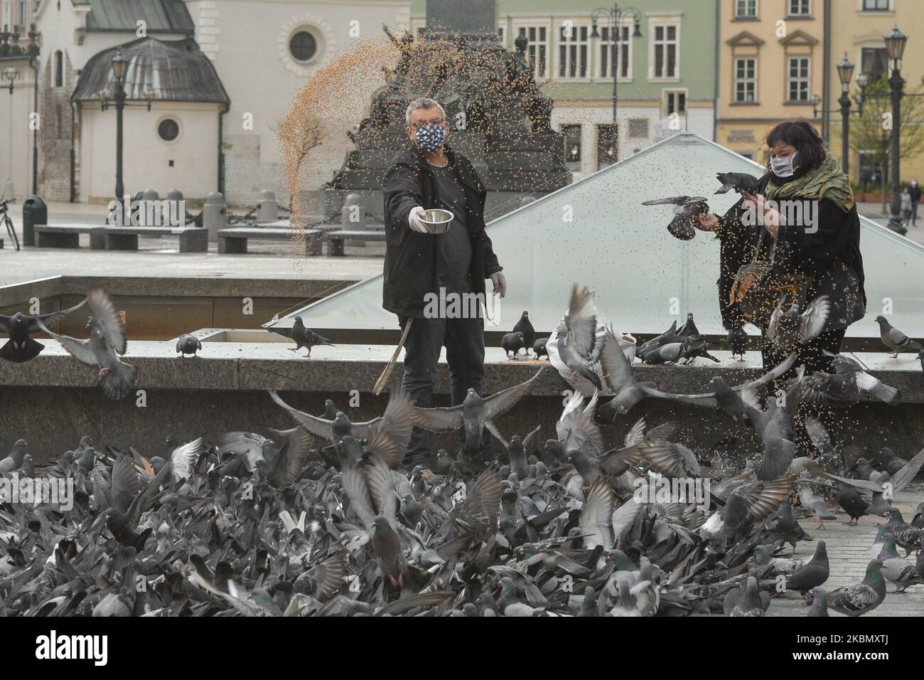 Un ispettore della Animal Welfare Organization di Cracovia alimenta un gregge di piccioni nella piazza principale di Cracovia. A causa della crisi del coronavirus centinaia di piccioni lottano per trovare abbastanza cibo e rischiano di morire. Di conseguenza, l'organizzazione invia quotidianamente l'ispettore per nutrire gli uccelli affamati sabato 25 aprile 2020 a Cracovia, Polonia. (Foto di Artur Widak/NurPhoto) Foto Stock