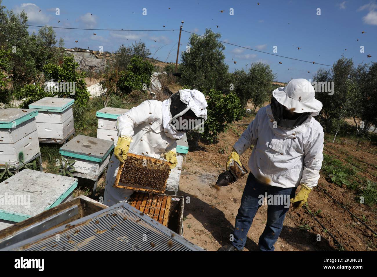Samar Elbaa, apicoltore palestinese, usa un fumatore per calmare le api nella sua fattoria di api, in mezzo alle preoccupazioni circa la diffusione della malattia di coronavirus (COVID-19), nella striscia di Gaza settentrionale, il 27 aprile 2020. (Foto di Majdi Fathi/NurPhoto) Foto Stock