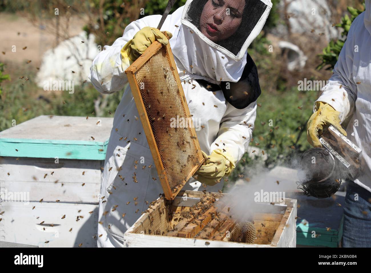 Samar Elbaa, apicoltore palestinese, usa un fumatore per calmare le api nella sua fattoria di api, in mezzo alle preoccupazioni circa la diffusione della malattia di coronavirus (COVID-19), nella striscia di Gaza settentrionale, il 27 aprile 2020. (Foto di Majdi Fathi/NurPhoto) Foto Stock