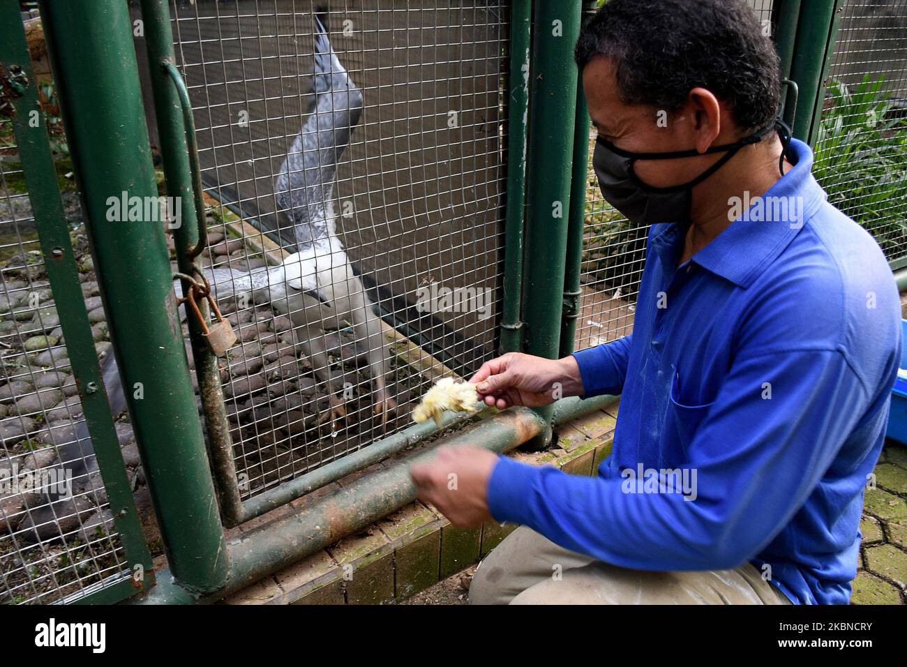 Il custode fornisce cibo ad ogni gabbia di uccelli al parco degli animali a Taman Mini Indonesia Indah, Giacarta, nel maggio 6,2020. Dal momento in cui si è verificata la pandemia del virus corona, La mancanza di cibo è dovuta all'assenza di visitatori a causa delle restrizioni sociali su larga scala (PFFS) che si verificano è che la gestione degli animali apre donazioni alla comunità per donare mangimi animali in modo che gli animali possano essere garantiti mangimi e sani. (Foto di Dasril Roszandi/NurPhoto) Foto Stock