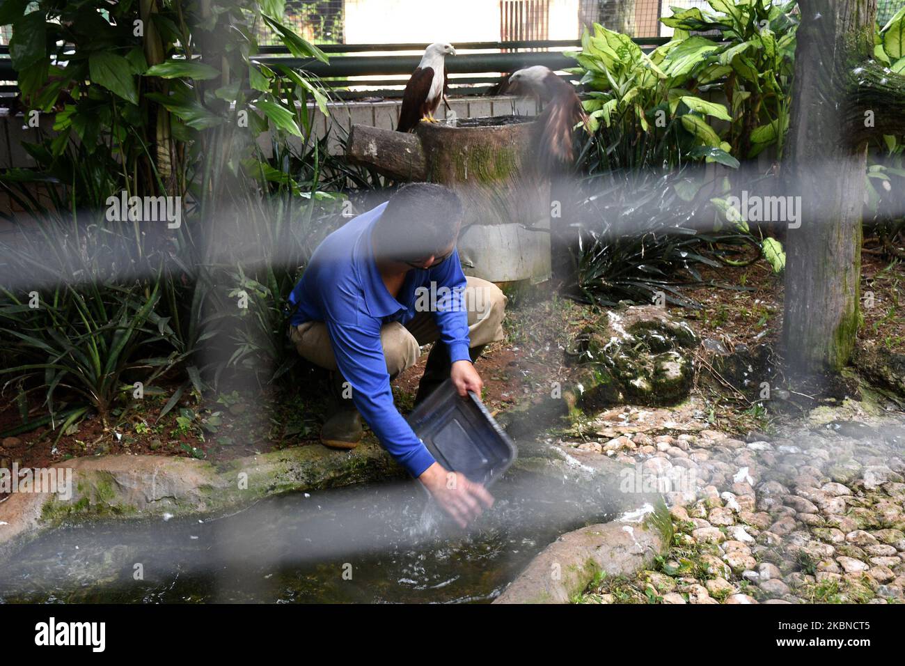 Il custode fornisce cibo ad ogni gabbia di uccelli al parco degli animali a Taman Mini Indonesia Indah, Giacarta, nel maggio 6,2020. Dal momento in cui si è verificata la pandemia del virus corona, La mancanza di cibo è dovuta all'assenza di visitatori a causa delle restrizioni sociali su larga scala (PFFS) che si verificano è che la gestione degli animali apre donazioni alla comunità per donare mangimi animali in modo che gli animali possano essere garantiti mangimi e sani. (Foto di Dasril Roszandi/NurPhoto) Foto Stock