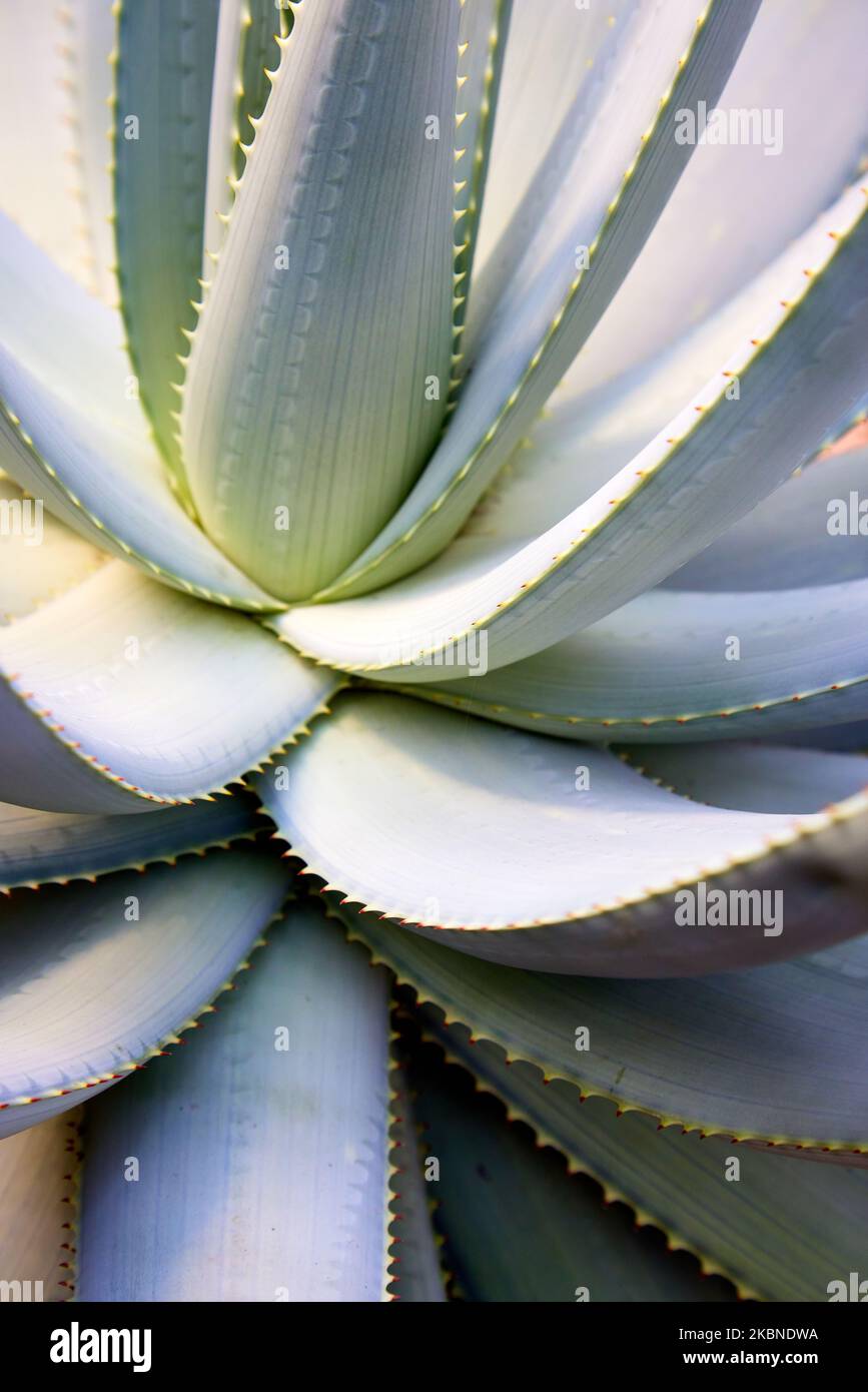 Tutti i denti affilati di una pianta di agave. Foto Stock