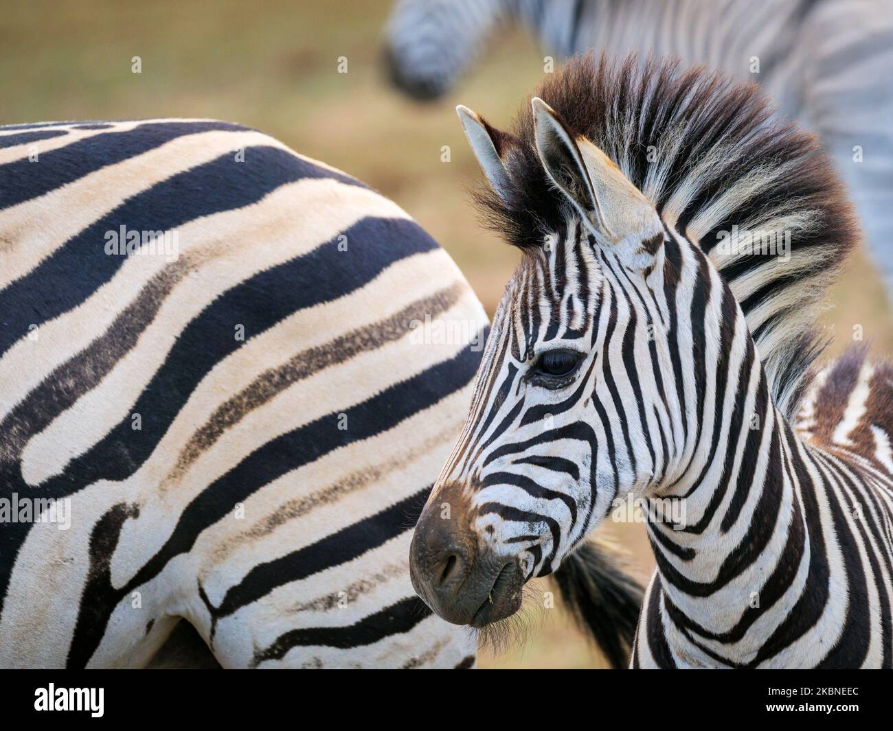 Zebra pianure, o zebra comune, prev. La zebra di Burchell. (Equus quagga prev. Equus burchellii) fallo. Capo orientale. Sudafrica Foto Stock