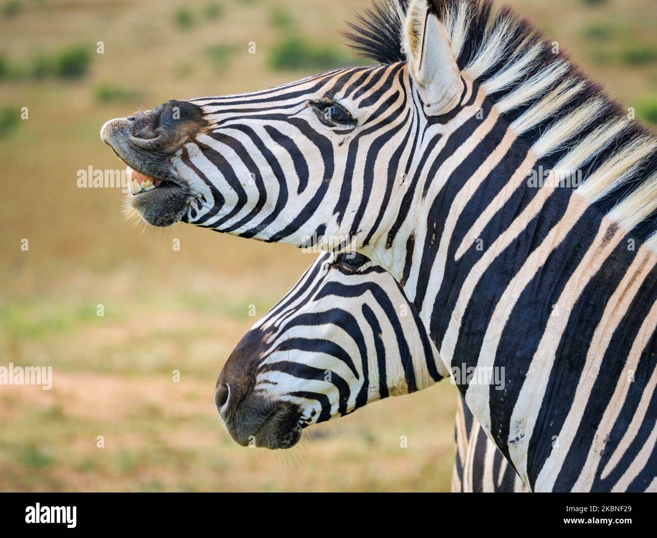 Zebra pianure, o zebra comune, prev. La zebra di Burchell. (Equus quagga prev. Equus burchellii) stallone che esibisce una risposta dei fehmen. Capo orientale. Così Foto Stock