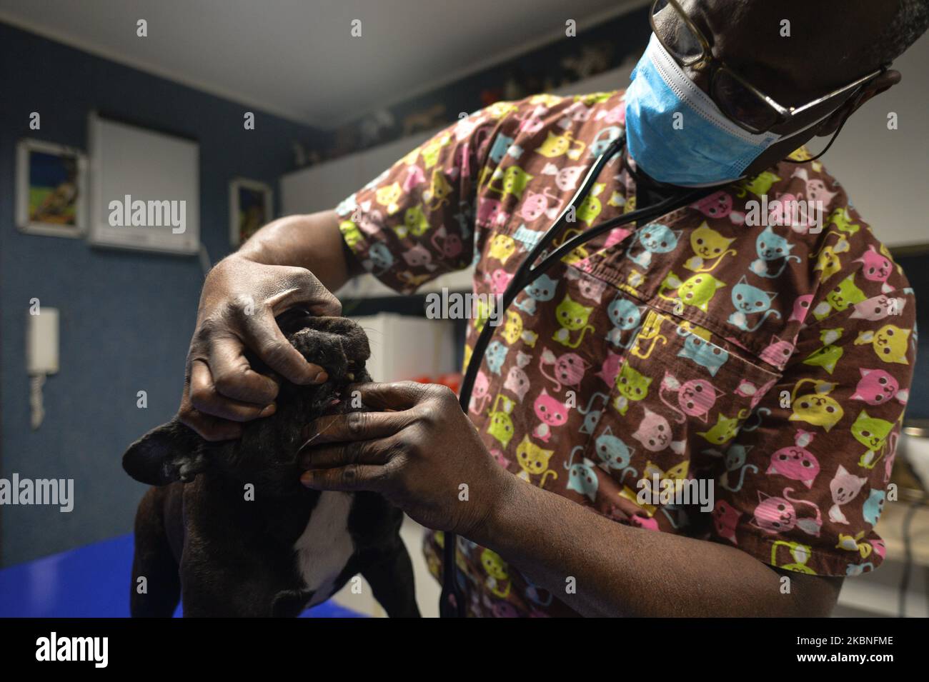 Seydou Zan Diarra, un chirurgo veterinario nato in Mali che vive a Cracovia per oltre 30 anni, visto all'interno della sua pratica veterinaria che esamina un Bulldog francese. Durante il giorno, Seydou e sua moglie gestiscono una clinica veterinaria. Dopo aver terminato i lavori, Seydou si trasforma in artista, dedicando il suo tempo libero alla pittura, alla scultura e alla pratica di altre forme d'arte venerdì 8 maggio 2020 a Cracovia, Polonia. (Foto di Artur Widak/NurPhoto) Foto Stock