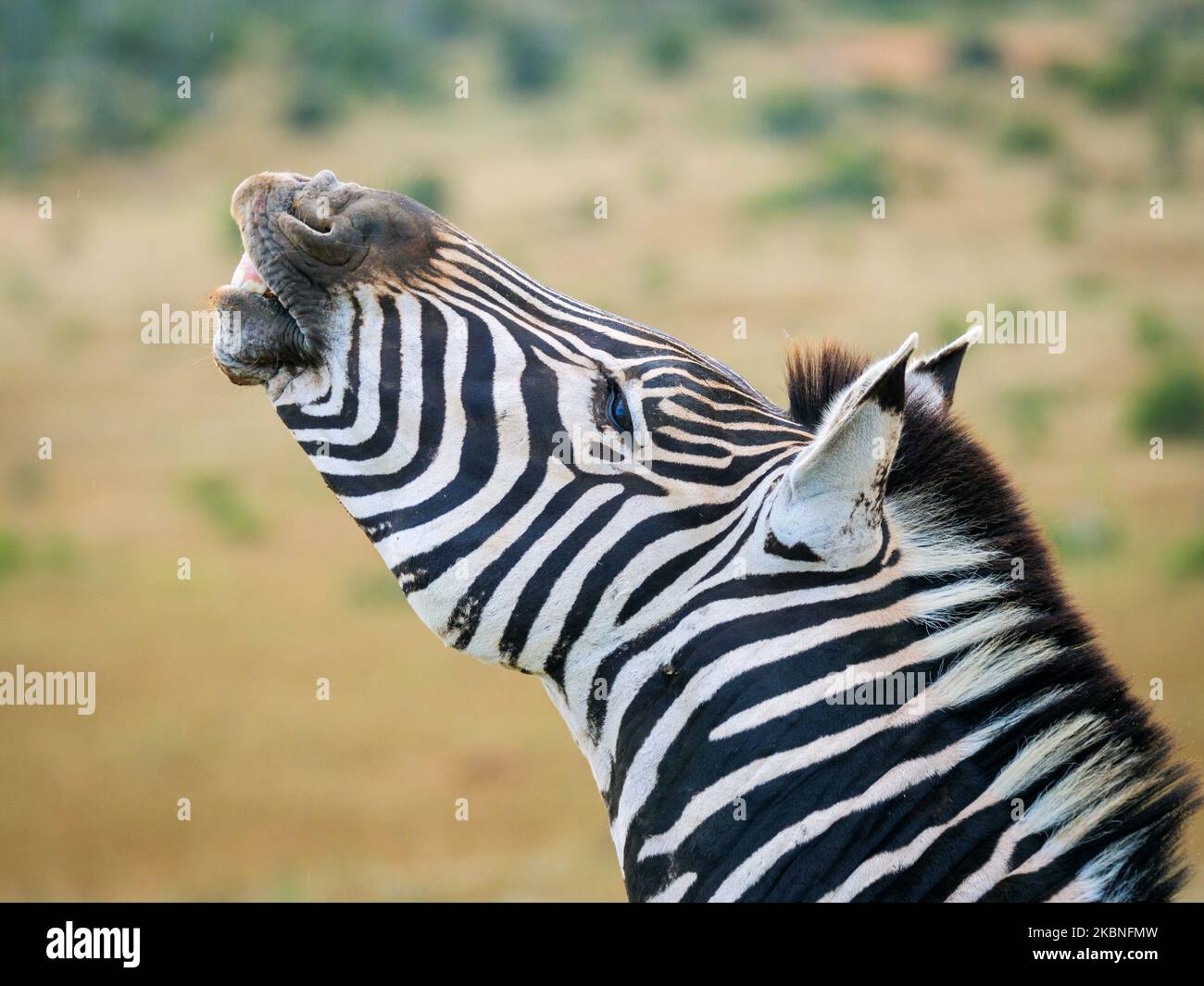 Zebra pianure, o zebra comune, prev. La zebra di Burchell. (Equus quagga prev. Equus burchellii) stallone che esibisce una risposta dei fehmen. Capo orientale. Così Foto Stock