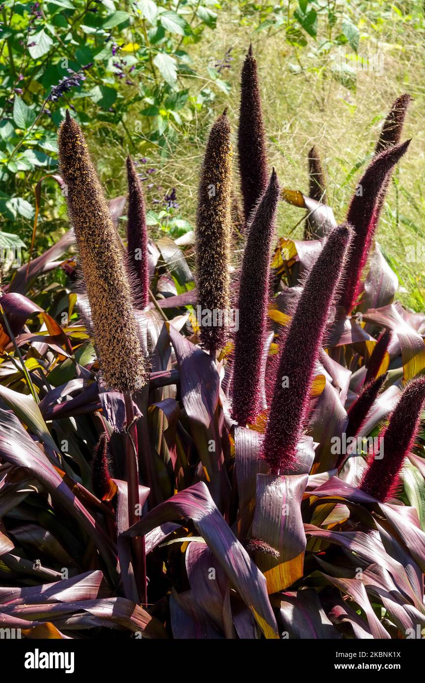 Bello, Pennisetum glaucum 'Principe di rame', viola, foglie, maturazione, teste di semi, Miglio, erbaceo, pianta in giardino Foto Stock