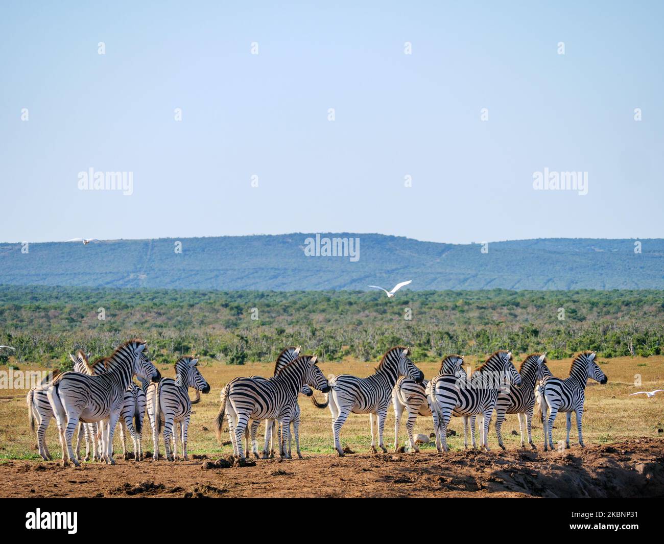 Zebra pianure, o zebra comune, prev. La zebra di Burchell. (Equus quagga prev. Equus burchellii) mandria. Capo orientale. Sudafrica Foto Stock