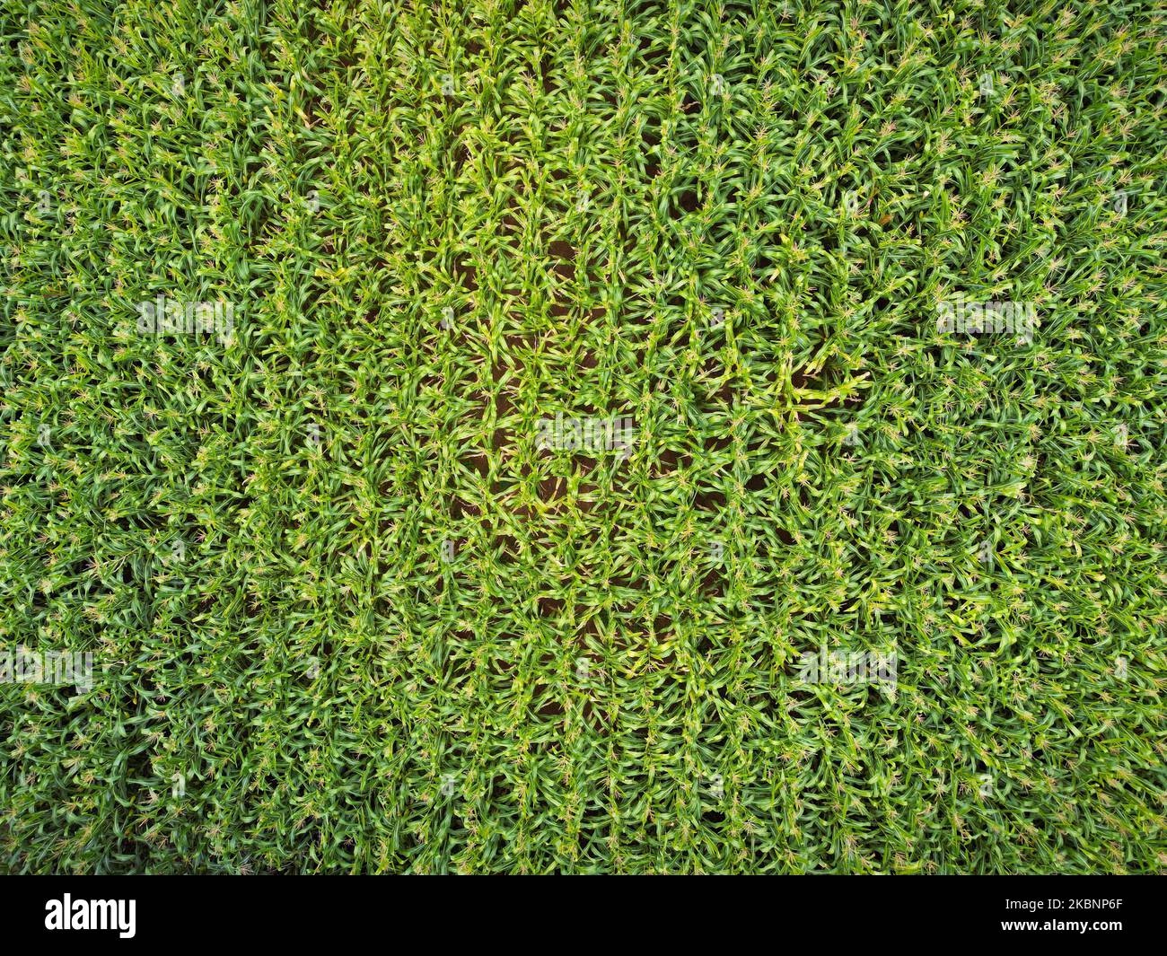 vista aerea del campo di mais biologico Foto Stock