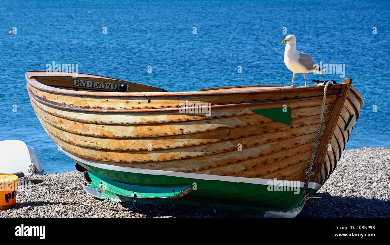 Gabbiano in piedi su una tradizionale barca di legno, Beer, Devon, UK, Europa. Foto Stock