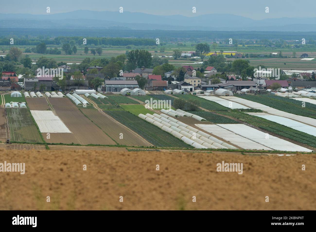 Una vista generale di una zona agricola vicino a Nowe Brzesko, fuori Cracovia. Dal maggio 18th, la terza faccia dello scongelamento dell'economia e dell'allentamento delle restrizioni avrà luogo in Polonia con l'apertura di saloni di bellezza, ristoranti, bar e caffè. Il settore agroalimentare polacco dimostra la sua resistenza e continua a fornire al paese alimenti sicuri e di alta qualità. Tuttavia, gli agricoltori e i produttori si trovano ad affrontare difficoltà e pressioni crescenti, a causa della pandemia di coronavirus e della possibile siccità. Mercoledì 13 maggio 2020, vicino a Nowe Brzesko, Voivodato di Malá Polonia, Polonia (Foto di Foto Stock