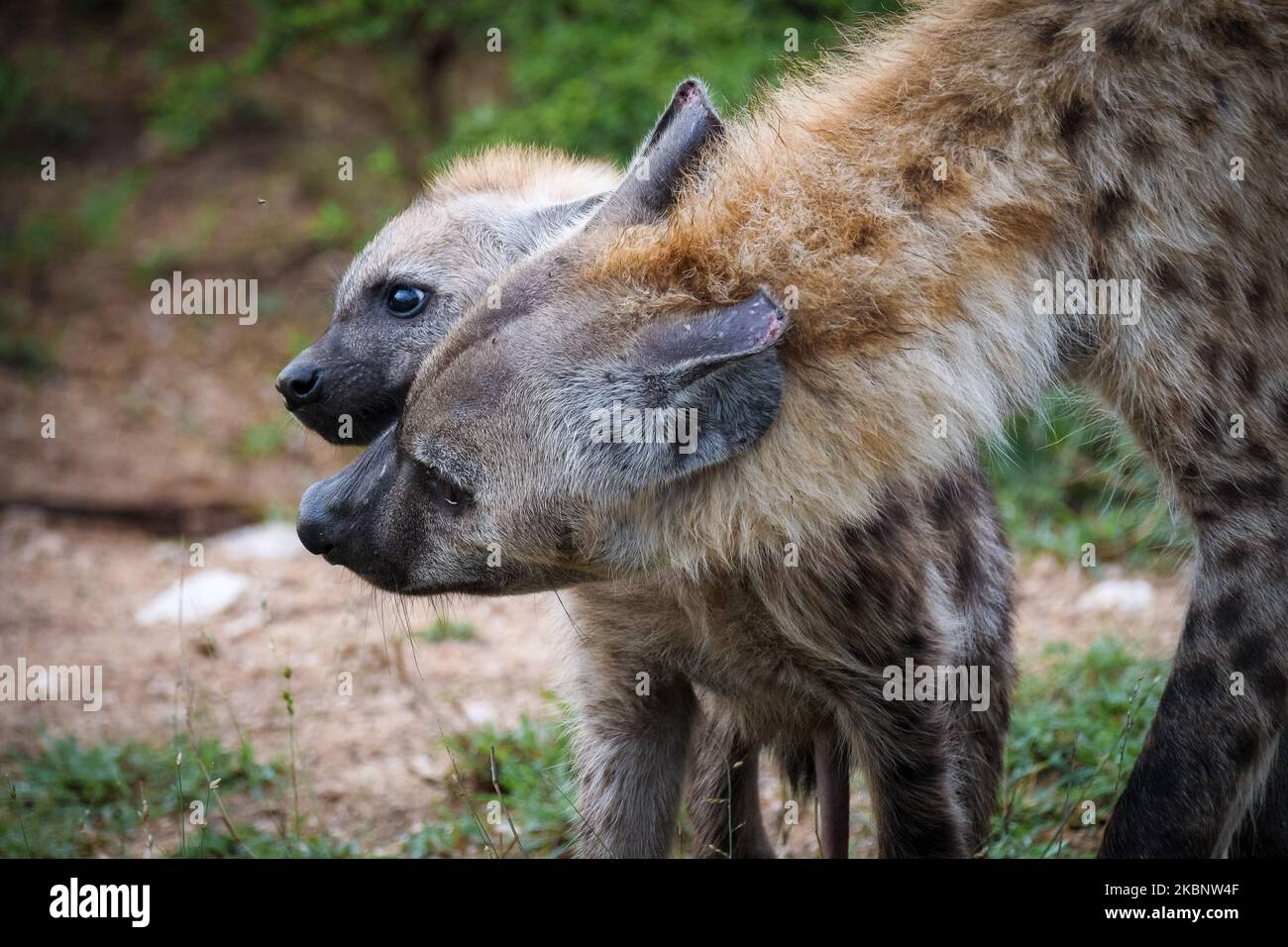 Iena macchiata o ridendo Iena (Crocuta crocuta) cucciolo. Parco Nazionale di Kruger. Mpumalanga. Sudafrica. Foto Stock