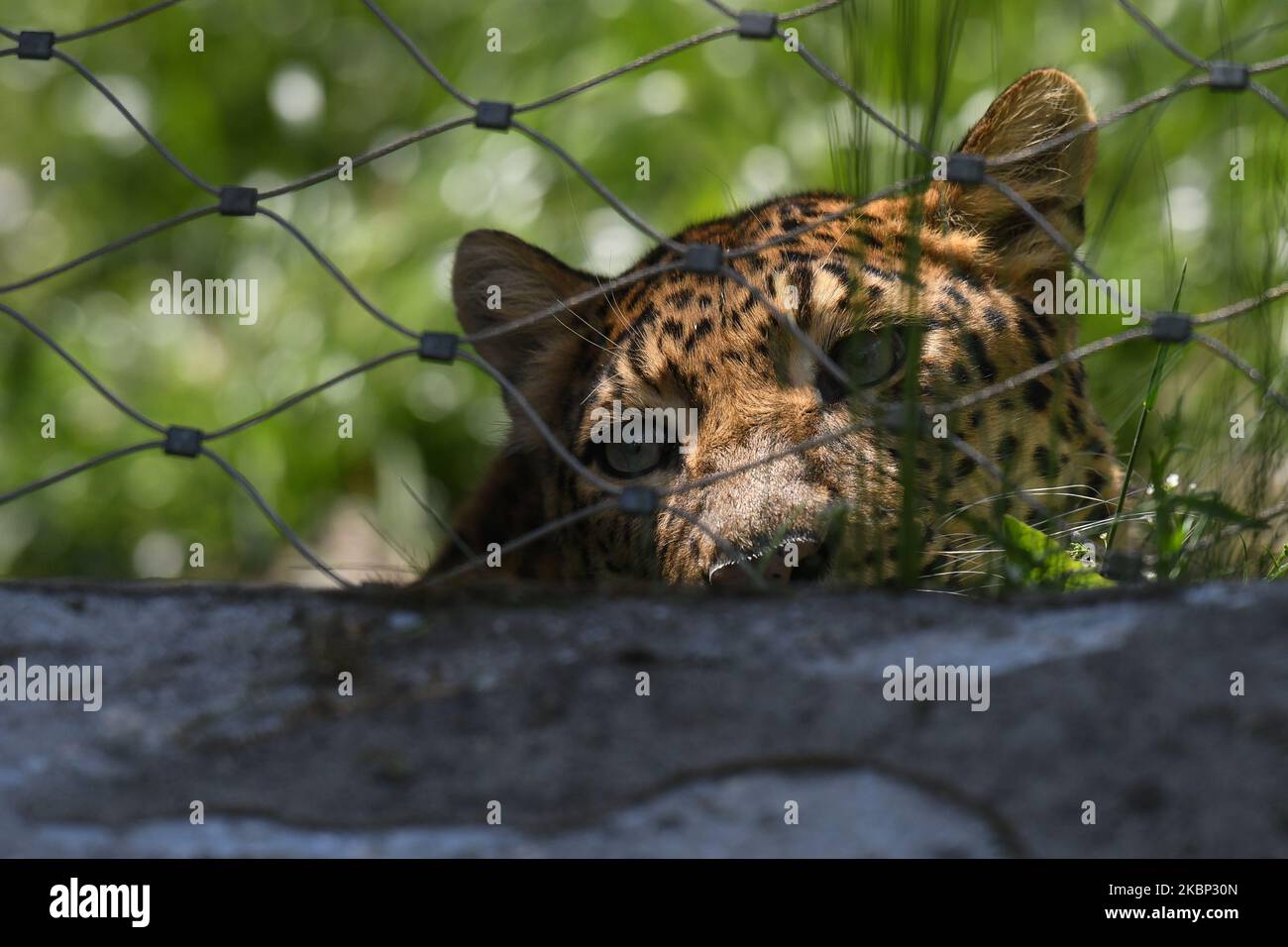 leopardo del Nord Cinese visto nello ZOO di Cracovia. Il giardino zoologico di Cracovia ha riaperto oggi con mesure in atto, maschera obbligatoria indossando e distanziando sociale, per combattere il Covid-19. LO ZOO di Cracovia ospita oltre 1500 animali e circa 260 specie. Mercoledì 20 2020 maggio a Cracovia, Polonia. (Foto di Artur Widak/NurPhoto) Foto Stock