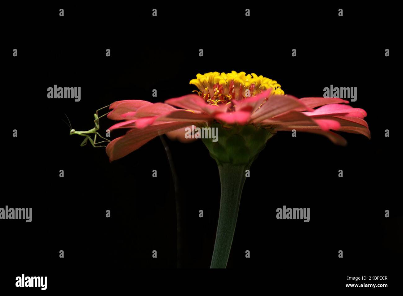 Un persico di Mantis in preghiera sul fiore di Zinnia elegans mentre caccia altri insetti nel villaggio di Wanasari, provincia di Giava Occidentale, il 30 maggio 2020. I Mantis in preghiera sono insetti carnivori che rapono altri insetti, come la farfalla e le api. (Foto di Aditya Irawan/NurPhoto) Foto Stock