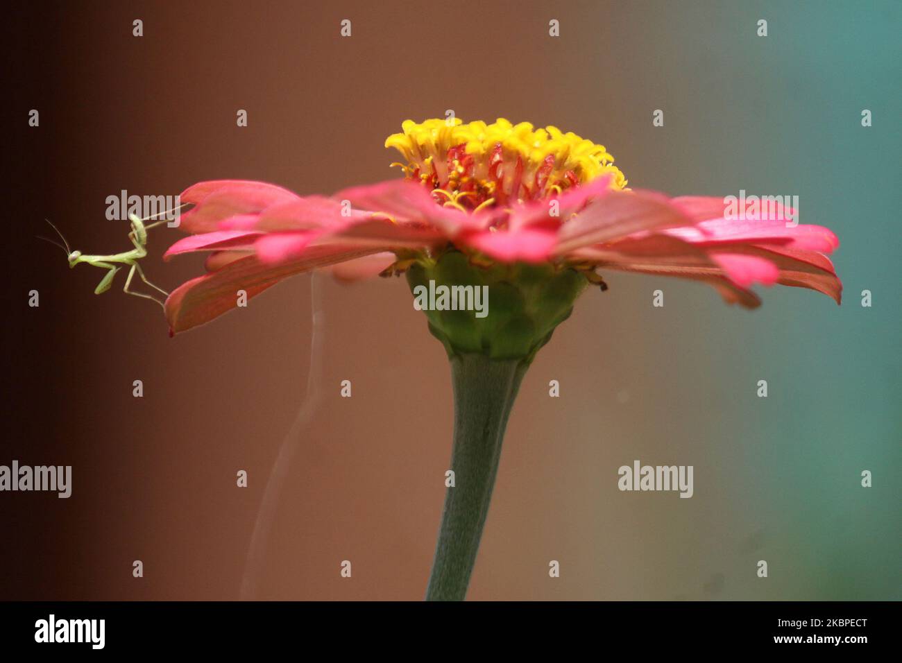 Un persico di Mantis in preghiera sul fiore di Zinnia elegans mentre caccia altri insetti nel villaggio di Wanasari, provincia di Giava Occidentale, il 30 maggio 2020. I Mantis in preghiera sono insetti carnivori che rapono altri insetti, come la farfalla e le api. (Foto di Aditya Irawan/NurPhoto) Foto Stock