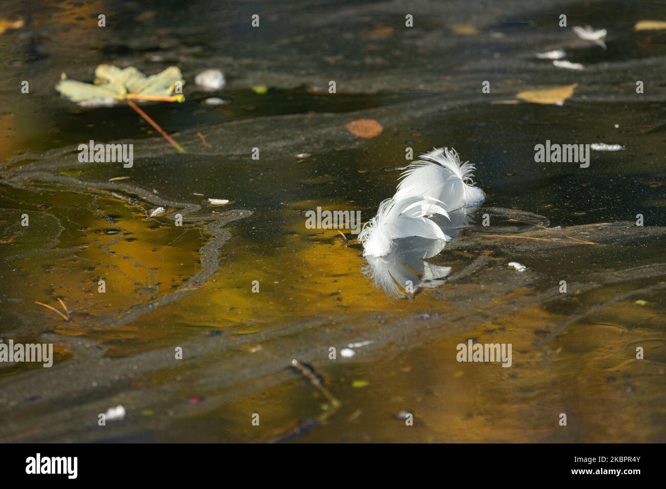 Le penne del corpo scartate da un cigno muto come predicava. Queste delicate piume fanno parte del piumaggio che viene regolarmente sostituito in muffe Foto Stock