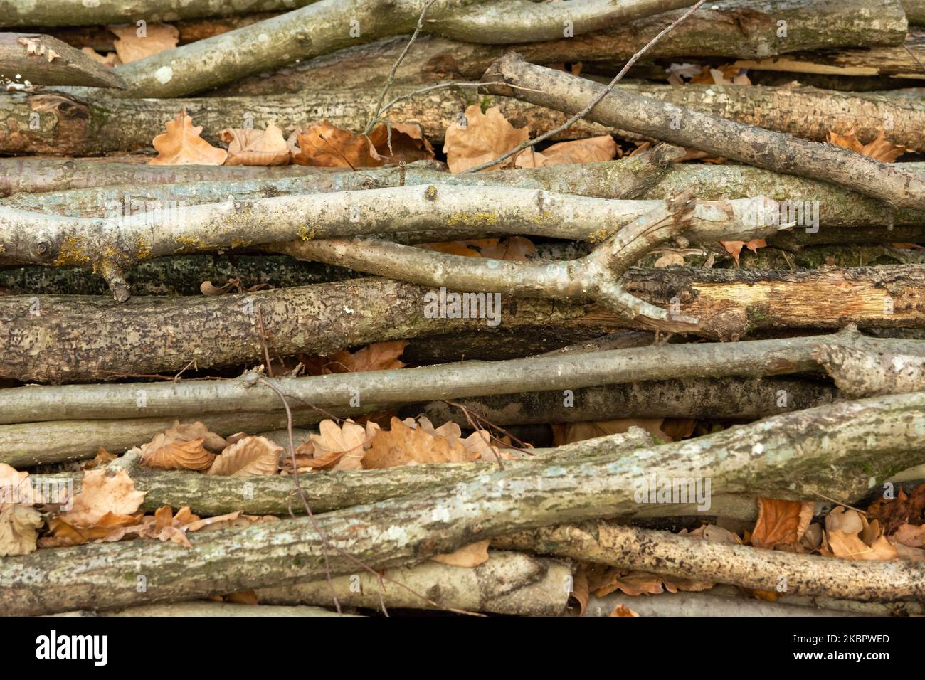 Primo piano dei rami giacenti su un palo, vista dall'alto Foto Stock