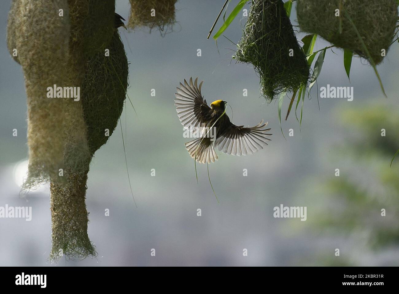 Maschio Baya Weaver uccello costruzione del suo nido a Lalitpur, Nepal il Giovedi, 11 giugno 2020. (Foto di Narayan Maharjan/NurPhoto) Foto Stock