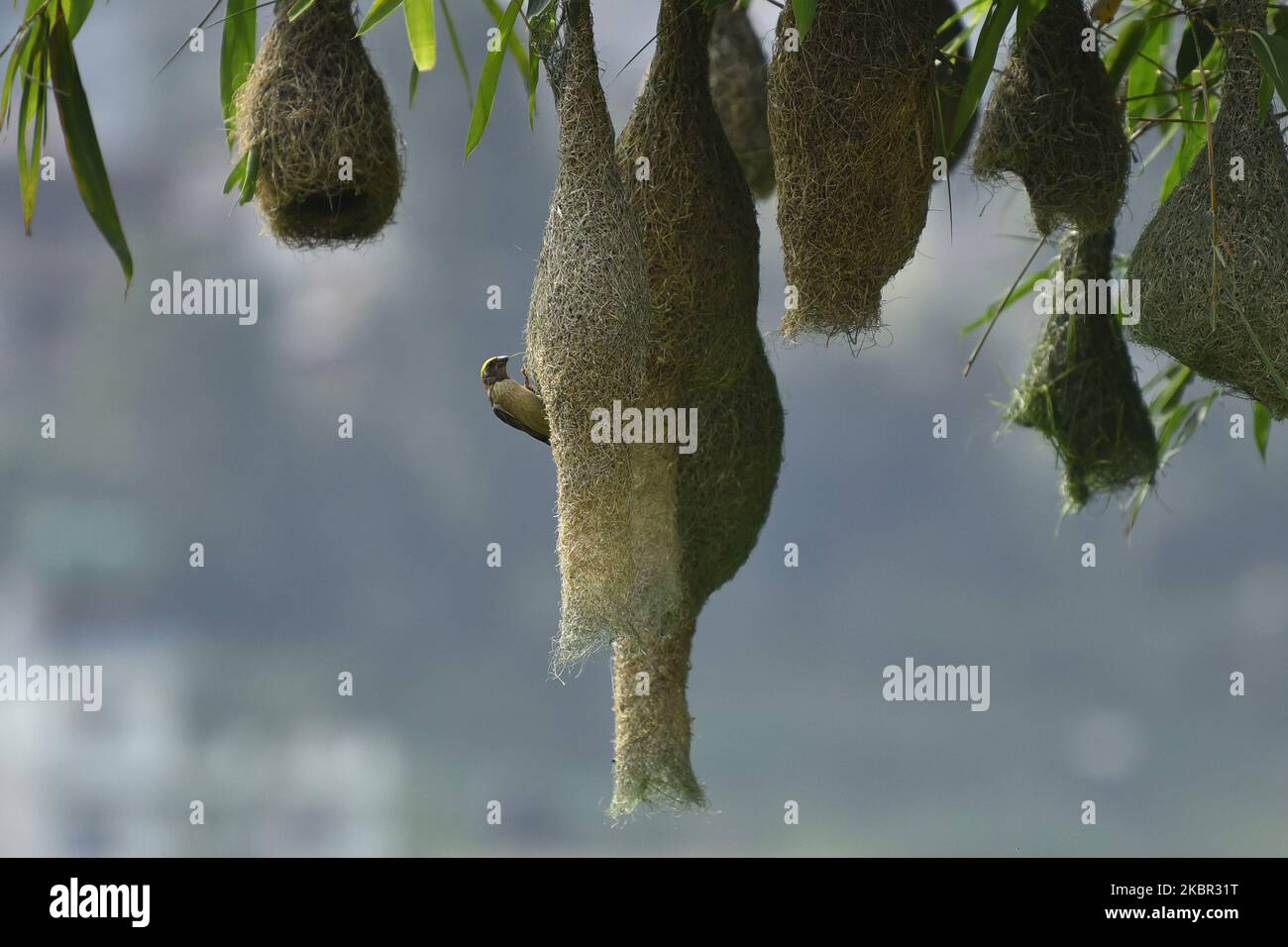 Maschio Baya Weaver uccello costruzione del suo nido a Lalitpur, Nepal il Giovedi, 11 giugno 2020. (Foto di Narayan Maharjan/NurPhoto) Foto Stock