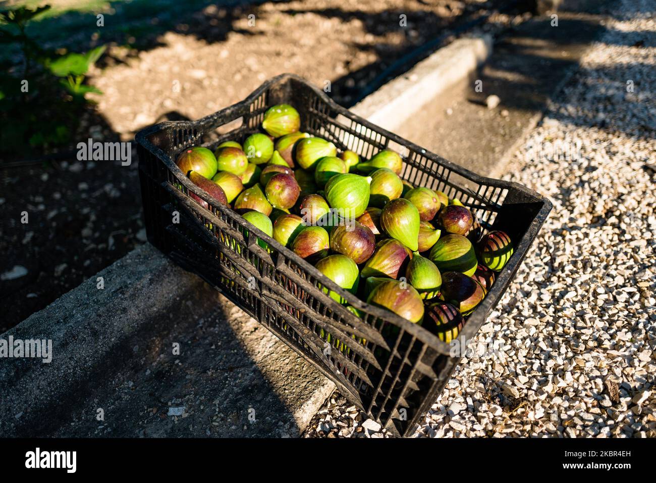 Particolare della scatola di fichi fioroni appena raccolti a Molfetta, Italia, il 13 giugno 2020. È iniziata la vendemmia dei fichi fioroni, frutto caratteristico della Puglia soprattutto nella zona di â€ â€™Molfetta, Terlizzi e Ruvo di Puglia. La varietà Domenico Tauro con corteccia tendente alla violetta è la più apprezzata e richiesta soprattutto dall'estero proprio in Germania, Francia, Danimarca. (Foto di Davide Pischettola/NurPhoto) Foto Stock