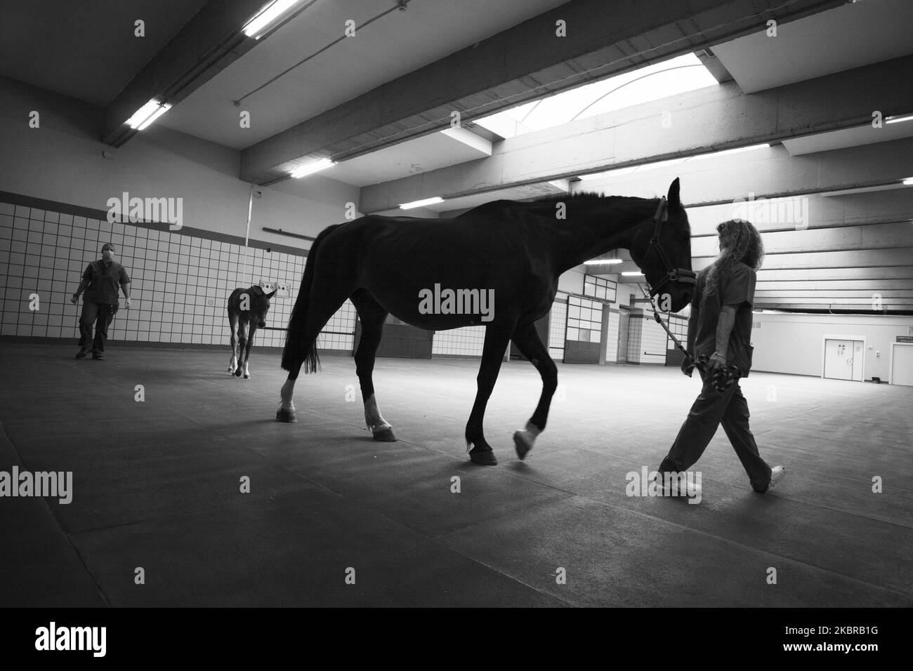 Un veterinario cammina due cavalli durante la visita del presidente della Comunità, Isabel Díaz Ayuso, all'ospedale Clínico Veterinario de la Universidad Complutense de Madrid (UCM) e alla sede della sorveglianza sanitaria veterinaria (VISAVET) per la firma di un accordo sulla protezione degli animali da compagnia prima del Covid-19, Il 18 giugno 2020 a Madrid, Spagna (Foto di Oscar Gonzalez/NurPhoto) Foto Stock