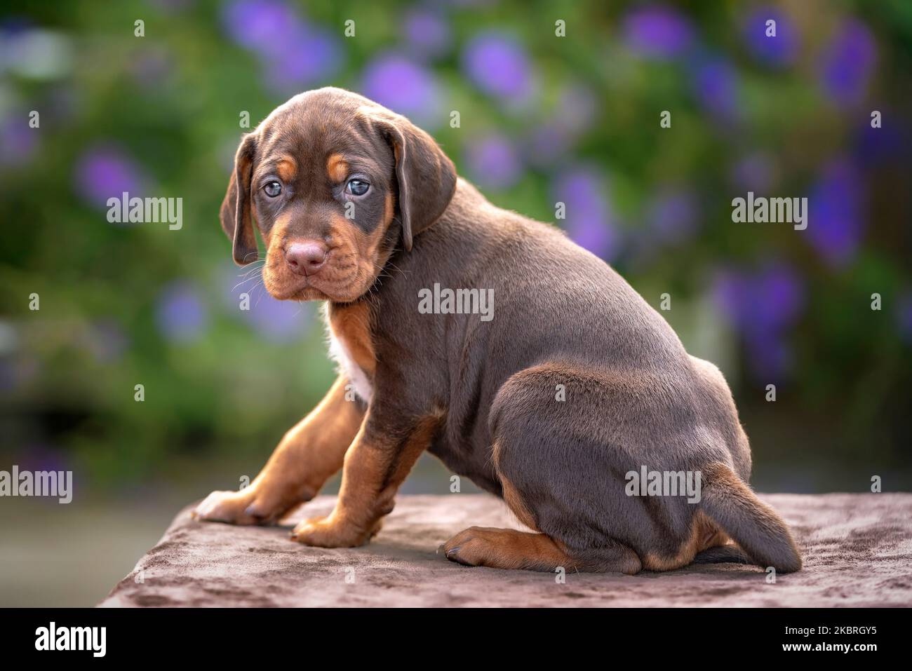 Cucciolo di quattro settimane Sprizsla - croce tra un Vizsla e uno Springer Spaniel. Questo cucciolo è di colore marrone e guarda la fotocamera che indossa un buio Foto Stock