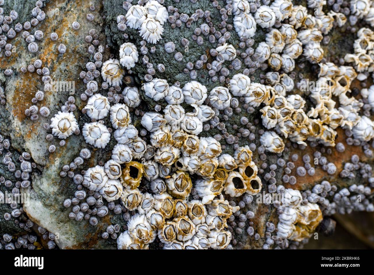 Barnacoli, lumache e kelp su una roccia con bassa marea. Foto Stock